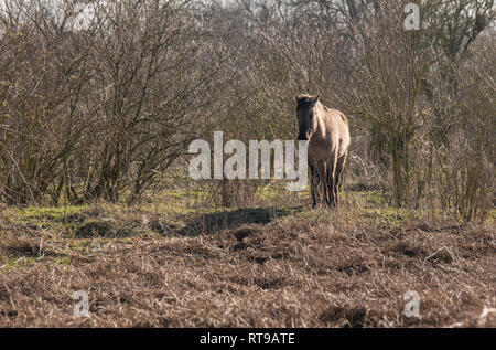 Dutch National Park Slikken van Heen con un unico cavalli Konik passando nel paesaggio invernale Foto Stock