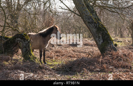 Dutch National Park Slikken van Heen con un unico cavalli Konik passando nel paesaggio invernale Foto Stock