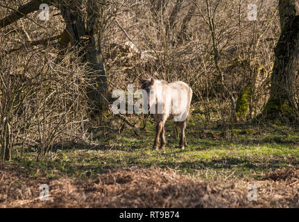 Dutch National Park Slikken van Heen con un unico cavalli Konik passando nel paesaggio invernale Foto Stock