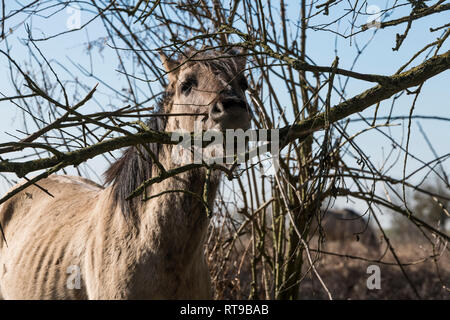 Dutch National Park Slikken van Heen con un unico cavalli Konik mangiare dell'albero nel paesaggio invernale Foto Stock