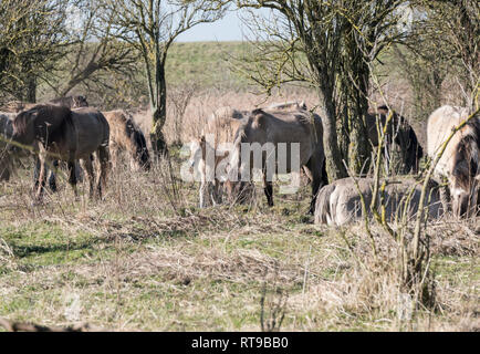 Dutch National Park Slikken van Heen con cavalli Konik con giovani puledro passando nel paesaggio invernale Foto Stock