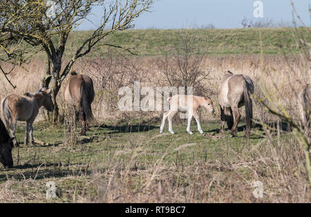 Dutch National Park Slikken van Heen con cavalli Konik con giovani puledro passando nel paesaggio invernale Foto Stock