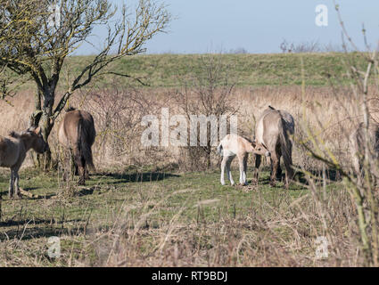 Dutch National Park Slikken van Heen con cavalli Konik con giovani puledro di bere il latte con la madre che passa nel paesaggio invernale Foto Stock