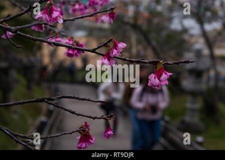 I residenti di Okinawa e status delle forze accordo personale celebrare la città di Nago cinquantesimo annuale di Cherry Blossom Festival a Nago Central Park, a Okinawa, Giappone, Gennaio 27, 2019. La città di Nago ospita ogni anno il Cherry Blossom Festival che attrae più di 270.000 persone ogni anno. Intrattenimento per il festival inclusi giochi di carnevale, i fornitori di prodotti alimentari, composizioni floreali, karaoke, concorsi e una varietà di spettacoli culturali. Foto Stock