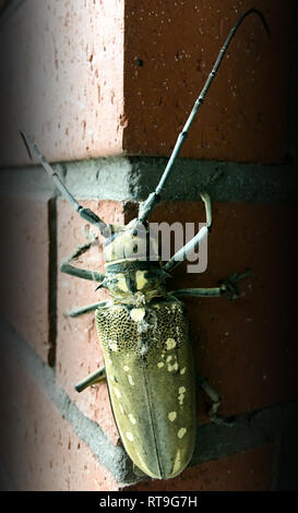 Long Horn beetle Foto Stock