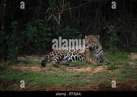 Una Jaguar in appoggio su di un argine nel Pantanal del Nord, Brasile Foto Stock