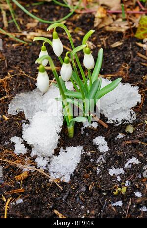 Tiny white snowdrop galanthus fioritura emerge attraverso la terra e la neve in inverno Foto Stock