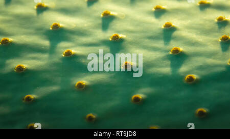 Un primo piano di un cactus Foto Stock
