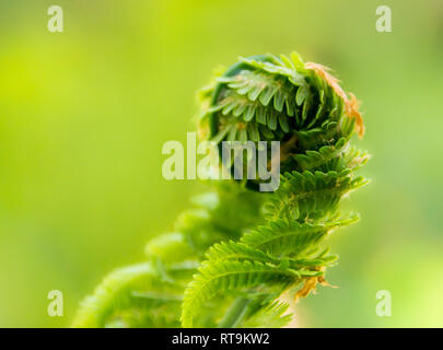 Giovane foglia di felce conformata in una spirale di ricci Foto Stock