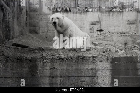 Degli anni Cinquanta, storico, un orso polare nella sua man-made in calcestruzzo enclosure in collina presso lo Zoo di Edimburgo, Scozia. Aperto al pubblico nel 1913, lo Zoo è il solo con un Royal Charter nel Regno Unito a seguito di una visita da parte di Sua Altezza Reale il Principe di Galles King George VI Foto Stock