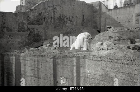 Degli anni Cinquanta, storico, un orso polare nella sua man-made in calcestruzzo enclosure in collina presso lo Zoo di Edimburgo, Scozia. Aperto al pubblico nel 1913, lo Zoo è il solo con un Royal Charter nel Regno Unito a seguito di una visita da parte di Sua Altezza Reale il Principe di Galles King George VI Foto Stock