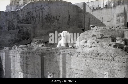 Degli anni Cinquanta, storico, un orso polare nella sua man-made in calcestruzzo enclosure in collina presso lo Zoo di Edimburgo, Scozia. Aperto al pubblico nel 1913, lo Zoo è il solo con un Royal Charter nel Regno Unito a seguito di una visita da parte di Sua Altezza Reale il Principe di Galles King George VI Foto Stock