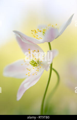 Un paio di bianco puro anemoni di legno intrecciate in un abbraccio amoroso. Anemone nemerosa, macro di una splendida foresta di primavera fiore. Soft focus con immagine Foto Stock