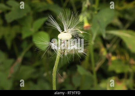 Tarassaco fiore con la caduta di aghi di fiori Foto Stock