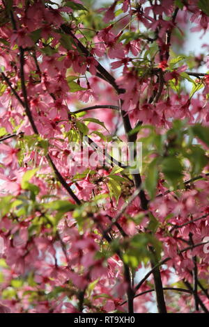 Bella coltivata fioritura Prunus sargentii, ciliegia del Sargent, ciliegia della collina giapponese del Nord, pianta che cresce nel giardino dei fiori. Foto Stock