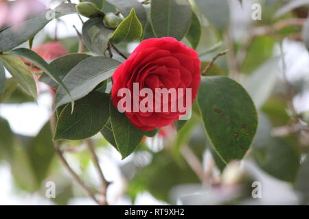 Bella, perfetta e Pink Camellia japonica, rosa di inverno, comune di camellia, japanese camellia, o tsubaki fioritura di fiori in un giardino. Foto Stock