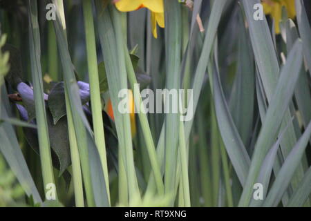 Bella coltivata gialla fioritura Daffodil, Narcissus, daffadowndilly, jonquil, pianta che cresce nel prato soleggiato. Foto Stock