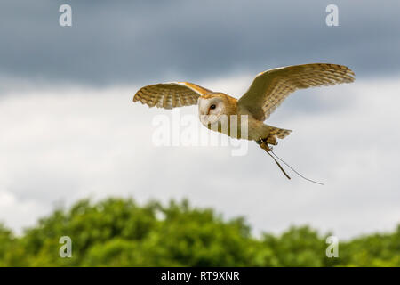 Il barbagianni (Tyto alba) in volo di close-up Foto Stock