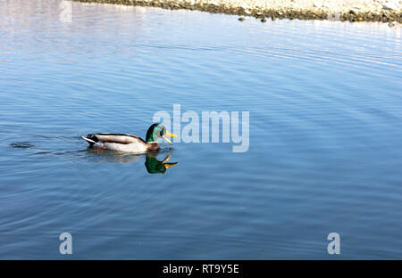 Duck nuoto nelle vicinanze della costa con una splendida livrea verde sulla testa e grigio sul corpo Foto Stock