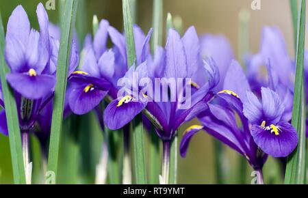 Iris reticulata "Harmony". Foto Stock