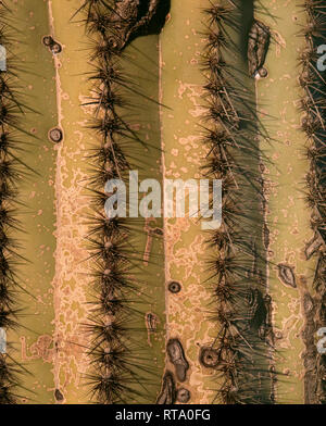 Stati Uniti d'America, Arizona, Parco nazionale del Saguaro, Close up di spine e weathered tronco del cactus Saguaro (Carnegiea gigantea). Foto Stock