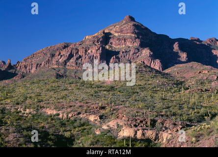 Stati Uniti d'America, Arizona, organo a canne Cactus monumento nazionale, organo a canne e cactus Saguaro crescono su terreni in pendenza in corrispondenza della base della Ajo montagne. Foto Stock