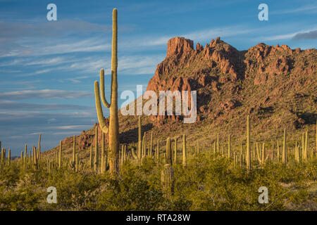 Suggestivi paesaggi a Alamo Canyon sul lato est dell'autostrada 85, a nord del centro visitatori, organo a canne Cactus monumento nazionale, Arizona, Stati Uniti d'America Foto Stock