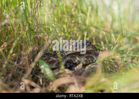 Un grande Pacifico settentrionale Rattlesnake fotografato vicino alla sua den a metà primavera, in un caldo pomeriggio di marzo. Foto Stock