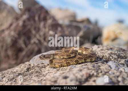 Un valore medio dimensioni maschio adulto Pacifico settentrionale Rattlesnake fotografato su una roccia su una molla pomeriggio nel nord della California. Foto Stock