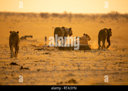 Gruppo di leoni femmina giacenti e in piedi nel tardo pomeriggio haze arancione e marrone dei toni di marrone Etosha National Park Namibia Foto Stock