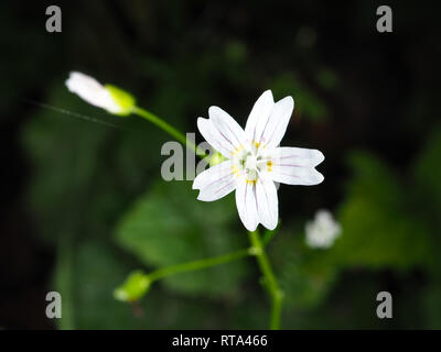 Claytonia sibirica fiore Foto Stock