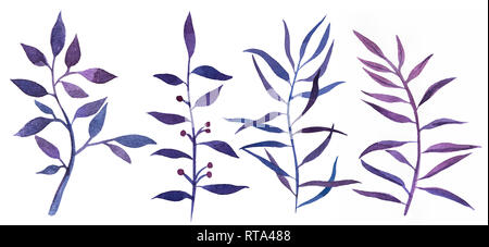 2d disegnati a mano acquerello botanico di elementi grafici. Colorate illustrazioni naturale di porpora, rami e foglie isolati su sfondo bianco. Foto Stock