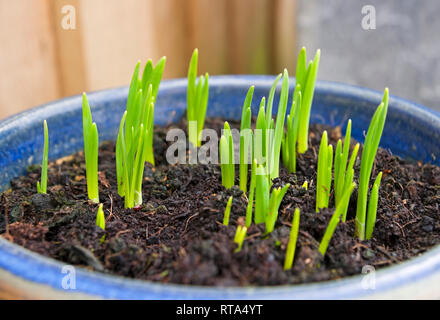 Primo piano di germogli verdi di naffodils che crescono in un contenitore di pentole in primavera d'inverno Inghilterra Regno Unito GB Gran Bretagna Foto Stock