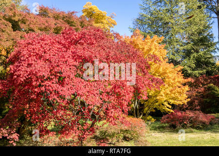 I colori autunnali a Westonbirt, National Arboretum, GLOUCESTERSHIRE REGNO UNITO - Acer Foto Stock