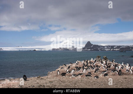 Pinguino ginstrap nidificazione in Antartide Foto Stock