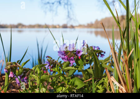 Fiori Lungwort presso una spiaggia con vista lago Foto Stock