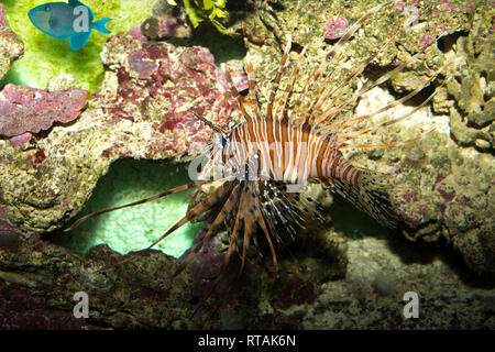 Leone Rosso (pterois volitans) Foto Stock