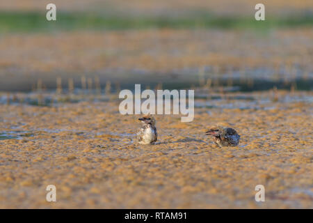 Bambino uccello di comune tern (Sterna hirundo) Foto Stock