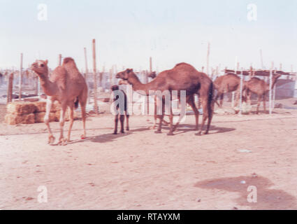 Cammelli, cani e capre attendono la vendita al mercato di cammelli in Hofuf (Al-Hofuf), Al-Ahsa, nella provincia orientale dell'Arabia Saudita Foto Stock