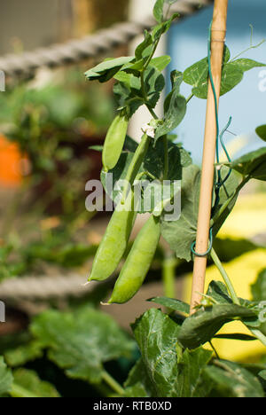 Il segnale di PEA-pod e crescita di germogli in Regno Unito giardino suburbano a inizio estate con capannone e corda recinzione in background. Foto Stock