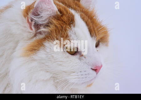 Ritratto di un pelo lungo arancio e bianco gatto nella neve. Foto Stock