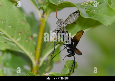 Bug ruota, Arilus cristatus, alimentando il catturato tarantula hawk wasp, Famiglia Pompilidae Foto Stock