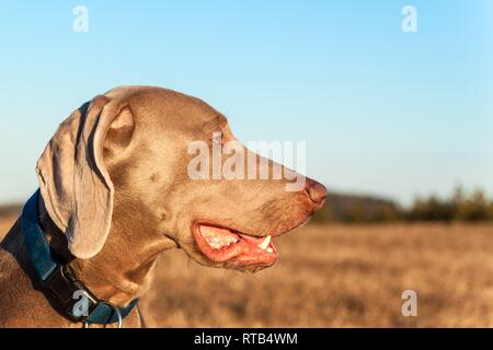 Weimaraner sulla caccia. Amico fedele. Cane agli occhi. Cane da caccia. Foto Stock