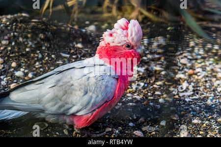 Galah, una rosa petto cacatua, popolare pet in avicoltura, il ritratto di un uccello tropicale da Australia Foto Stock