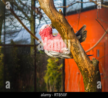 Galah, una rosa breasted cockatoo appesi a un ramo di albero e roditura su di esso, popolare pet in avicoltura, uccello tropicale da Australia Foto Stock