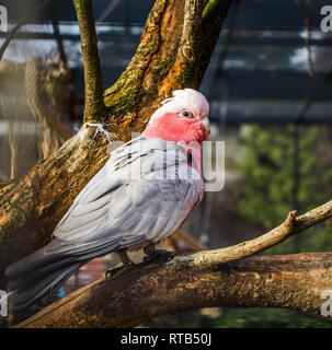 Galah, una rosa breasted cockatoo seduto su un ramo di albero in voliera, popolare pet in avicoltura, uccello tropicale da Australia Foto Stock