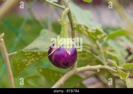 Bella vista ravvicinata di una piccola rotonda Thai viola di melanzana (Solanum melongena), ancora appeso sulla pianta coltivata organicamente in un giardino nel sud-est... Foto Stock