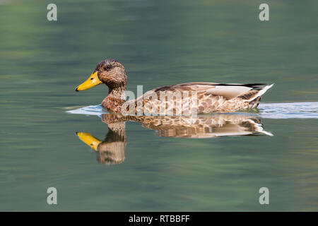 Femmina naturale Mallard duck (Anas platyrhynchos) riflesso in acqua Foto Stock