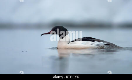 Comune maschio merganser nuoto in inverno freddo mattino Foto Stock