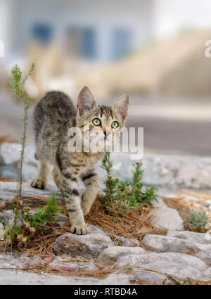 Carino tabby gattino camminando in uno stretto vicolo greco guardando curiosamente, isola del Mar Egeo, Cicladi Grecia Foto Stock